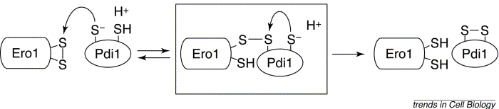 mecanisme echange thiol disulfure Ero1p proteine disulfide isomerase biochimej