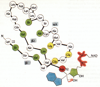 Acide amine deshydrogenase dehydrogenase NAD NADP nicotinamide protein structure quaternaire GDH glutamate function relationship pli Rossmann fold helix sheet helice feuillet quaternary biochimej