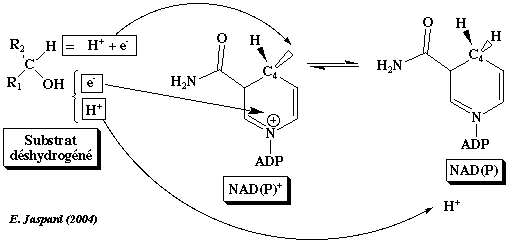hydrogenation deshydrogenase dehydrogenase NAD NADP nicotinamide protein structure quaternaire GDH glutamate function relationship pli Rossmann fold helix sheet helice feuillet quaternary biochimej