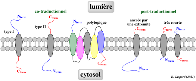 Synthese assemblage protein membranaire integral membrane biogenesis reticulum endoplasmique golgi translocon SecY oligomere peptide signal biochimej