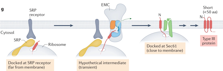 Synthese assemblage protein membranaire biogenesis reticulum endoplasmique integral membrane protein complex EMC domaine transmembranaire ribosome biochimej