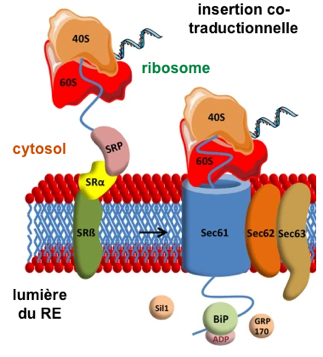 Synthese assemblage protein membranaire integral membrane biogenesis reticulum endoplasmique peptide signal translocon Sec61 SecY recognition particle biochimej