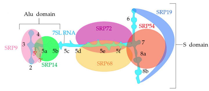 Synthese assemblage protein membranaire integral membrane biogenesis reticulum endoplasmique oligomere peptide signal translocon Sec61 SecY recognition particle biochimej