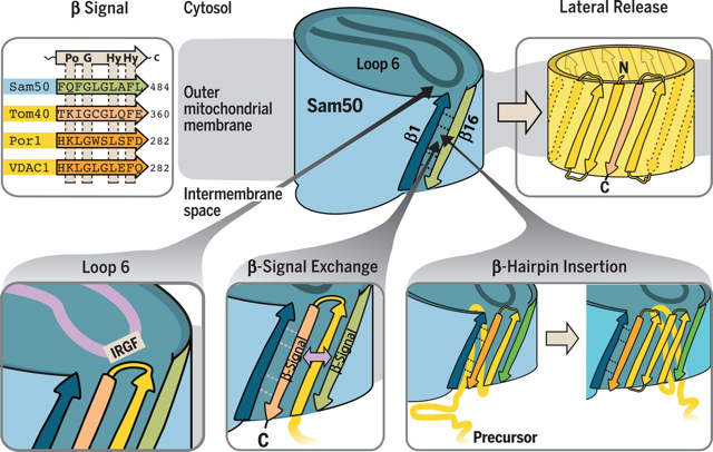 Synthese assemblage membrane protein membranaire biogenesis mitochondrie mitochondria TIM TOM SAM tonneau beta barrel integral biochimej