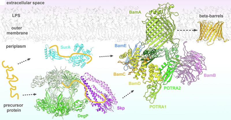 Synthese assemblage membrane protein membranaire biogenesis BAM OMP85 bacterie tonneau beta barrel integral biochimej
