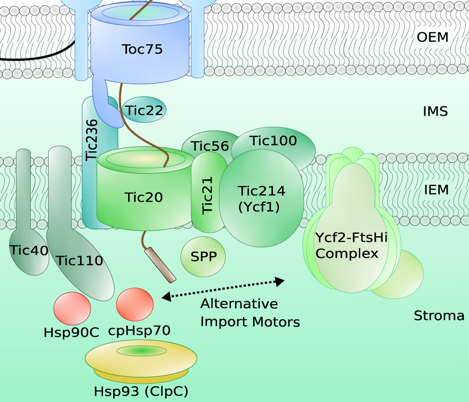 Synthese assemblage membrane protein membranaire biogenesis chloroplaste TOC TIC TOc75 tonneau beta barrel integral biochimej