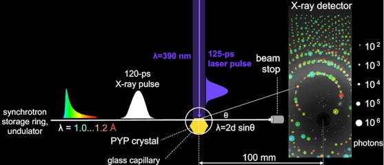 Intermediaire repliement protein folding intermediate pulse laser crystal cristal biochimej