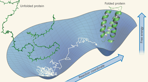 biochimej repliement protein folding funnel shaped energy landscape water motion friction