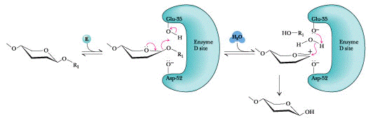Lysozyme catalyse acide base carbanion general carbocation chaise acetylmuramique biochimej