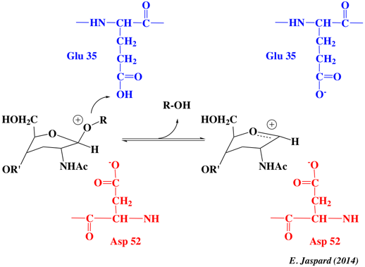 catalysis carbanion carbocation acid base lysozyme biochimej
