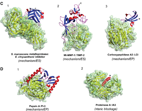 structure protease site actif serine aspartate metalloprotease proteolysis inhibiteur inhibitor chymotrypsin biochimej