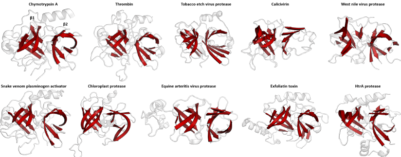 clan protease chymotrypsin MEROPS proteolysis beta barrel structure protein biochimej