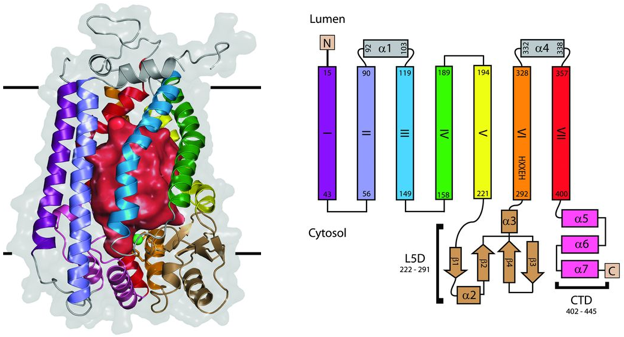 protease membrane site actif aspartate glutamate metalloprotease helice catalyse proteolysis