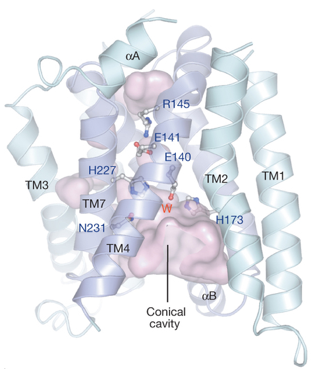protease membrane site actif aspartate glutamate metalloprotease helice catalyse proteolysis
