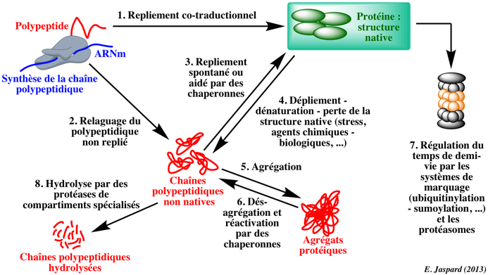 protease membrane controle qualite quality proteasome lysosome chaperon proteolysis biochimej