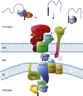 biochimej Chloroplaste translocation Tic Toc peptide signal Unfolded protein response UPR signalisation regulation reticulum endoplasmique endoplasmic