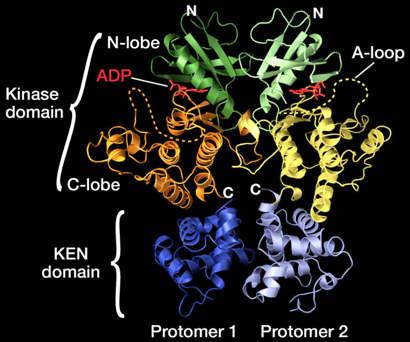 biochimej structure IRE1 UPR reticulum