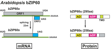 biochimej UPR reticulum mecanisme epissage non conventionnel Arabidopsis