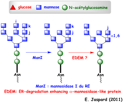 biochimej UPR reticulum mannosidase EDEM ERAD