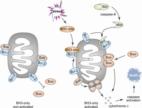 biochimej Bcl2 Bax Bak mitochondrie apoptose UPR reticulum