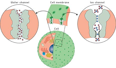 biochimej Traversee de l'eau dans la cellule via les aquaporines pore porine porin water
