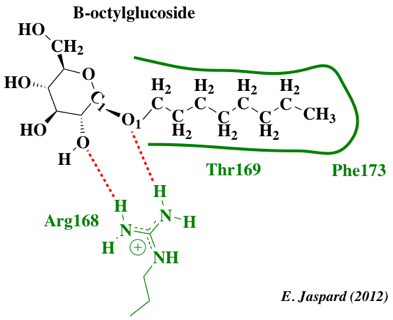 biochimej Interaction aquaporine octylglucoside pore porine porin aquaporin water