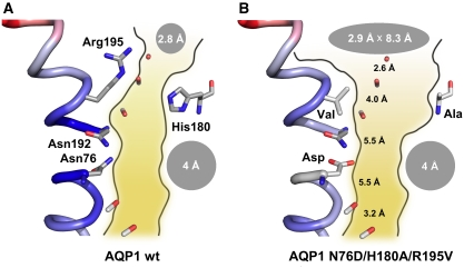 biochimej Mutant H180A et barriere aux protons pore porine porin aquaporin water