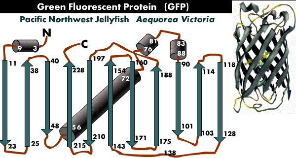 Fluorescence FRET DAPI electron energy energie Green Fluorescent Protein biochimej