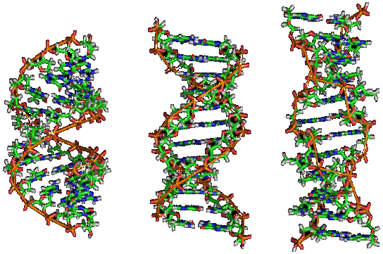 structure tridimensionelle ADN A B Z double helice helix secondary structure secondaire biochimej