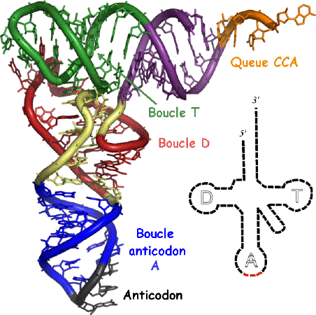 structure tridimensionelle ARN transfert boucle secondary structure secondaire biochimej