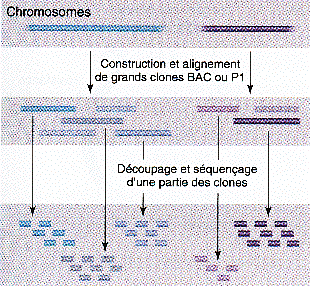 Methode sequencage hierarchique clone ADN DNA sequencing method biochimej