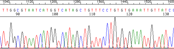 Electrophoregramme DNA sequencing method biochimej