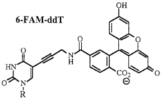 6-FAM-ddTTP sequencing method didesoxyribonucleotide ddNTP biochimej
