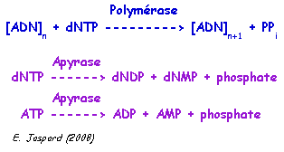 Reaction polymerase apyrase pyrosequencage ADN DNA sequencing method biochimej