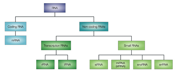 type petit ARN small RNA snRNA snoRNA siRNA miRNA piRNA lncRNA long non coding biochimej