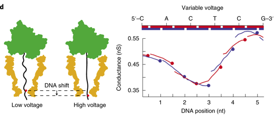 Nanopore DNA sequencing minion biochimej