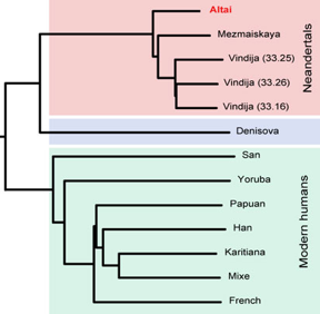 Neanderthal sequencing genome biochimej