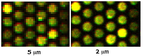 biochimej Analyse d'image de fluorescence