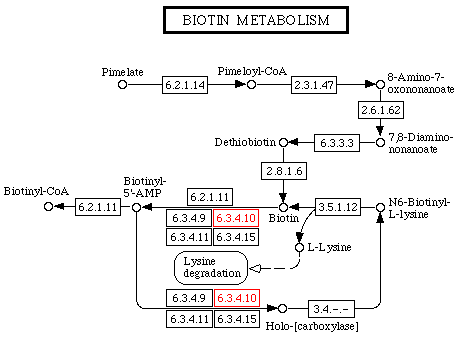 biochimej KEGG metabolisme de la biotine