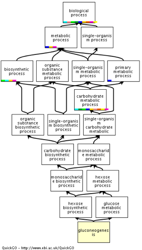 biochimej relation logique ontologie ontology gene annotation