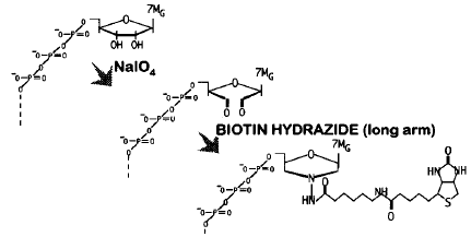 biochimej Biotine ADNc pleine longeur
