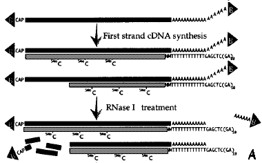 biochimej Synthese d'ADNc
