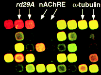 biochimej Intensite de fluorescence puce ADN