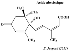 biochimej Acide abcissique