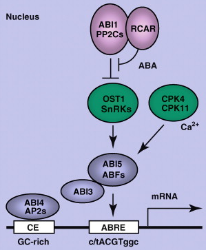 biochimej Role ABA transcription