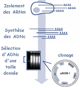 transcription EST expressed sequence tags transcriptome transcriptomique transcriptomics ARN messager ARNm transcrit expression gene epissage spliceosome hybridation soustractive banque ADNc UniGene rnaseq biochimej