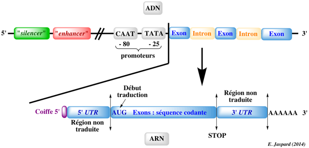 Structure gene intron exon polyA coiffe cap enhancer silencer tata box promoter promoteur transcription traduction protein synthesis
