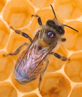 biochimej Photo abeille