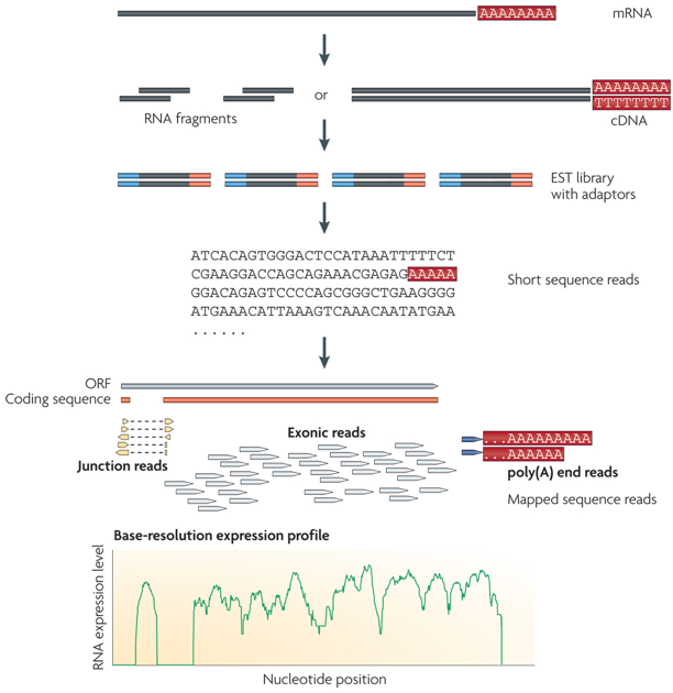 biochimej protocole RNA seq