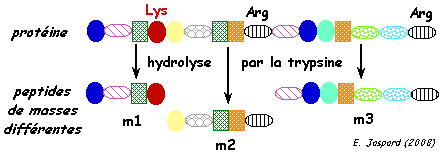 proteomics mass spectrometry tandem MS MS/MS gel bidimensionnel 2D DIGE MALDI TOF ESI ICAT isotope trypsine hydrolysis spectrogram functional genomics quadrupole biochimej